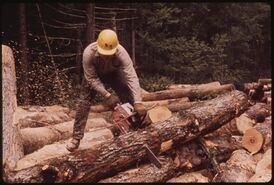 LUMBERJACK FROM TUPPER LAKE CUTTING LOGS INTO EIGHT FOOT SECTIONS FOR LOADING. HE IS WORKING ON INTERNATIONAL PAPER... - NARA - 554414.jpg