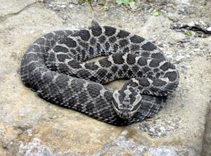 Massasauga rattlesnake.jpg