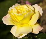 Peace - hybrid tea rose - geograph.org.uk - 1025537.jpg