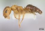 Petalomyrmex phylax casent0178507 profile 1.jpg