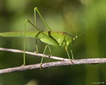 Phaneroptera falcata male.jpg