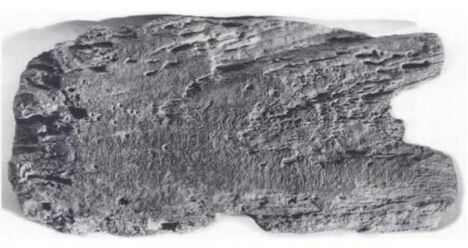 Rongorongo M-a Great Vienna.jpg