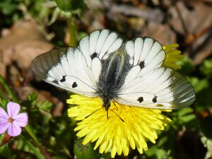 Schwarzer Apollo (Parnassius mnemosyne) 2011-05-07