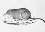 Sorex coronatus 1828.jpg
