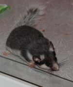 SpectacledDormouse.jpg