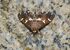 Spoladea recurvalis (24572883832).jpg