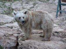 Ursus arctos syriacus in Jerusalem Biblical Zoo alone.JPG