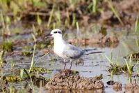 Whiskered tern 2018.jpg
