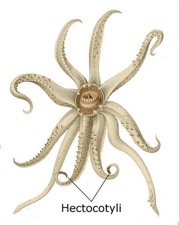 Abraliopsis morisi hectocotylus-English.jpg
