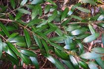 Atherosperma-Leura.jpg