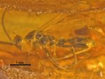 Baikuris mandibularis PIN3730-5 whole.jpg