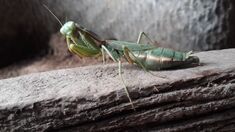 Central Asian Big Mantodea.jpg