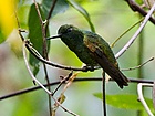 Coppery Emerald (cropped).jpg