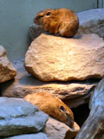 Ctenodactylus gundi-2-WilhelmaZoo-Stuttgart.JPG