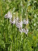 Dactylorhiza fuchsii (plants).jpg