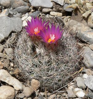 Escobaria vivipara 6.jpg