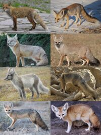 Genus vulpes.jpg