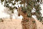 Giraffe koure niger 2006.jpg