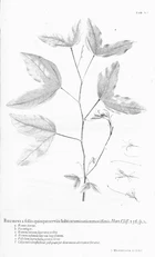 Hortus Cliffortianus (TAB. XV) BHL396995.jpg