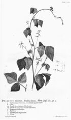 Hortus Cliffortianus (TAB. XXI) BHL397137.jpg
