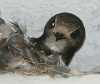 House Swift (Apus affinis) at nest in Hyderabad, AP W2 IMG 0197.jpg