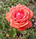 Hybrid Tea - Fragrant Cloud 3 (crop).JPG