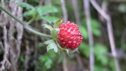 Indian strawberry (5889797103).jpg