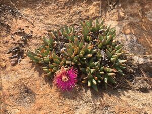 Khadia acutipetala00.jpg