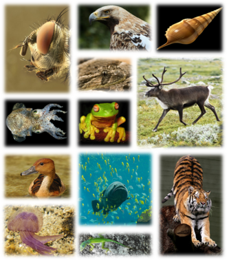 Kingdom of animals.png