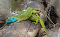 Lacerta viridis - couple 01.JPG
