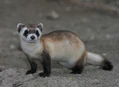 Mustela nigripes 2.jpg