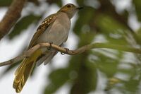 Nicator chloris in Semuliki National Park.jpg