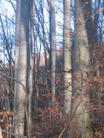 Pidvysoke (88).JPG