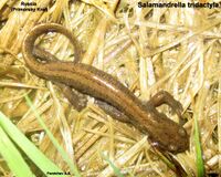 Salamandrella tridactyla.jpg