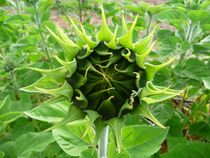 Sonnenblume geschlossene Blütenknospe.JPG