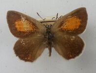 Tomares romanovi300580.jpg