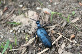 Ölkäfer (Meloë violaceus).jpg