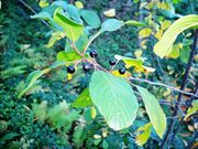 Barut ağacı (Frangula alnus).jpg
