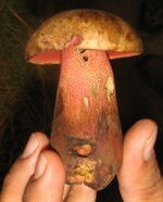 Boletus pulcherrimus 21538 ed.jpg