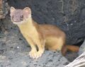 Bridled weasel.jpg