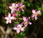 Centaurium erythraea 220603.jpg