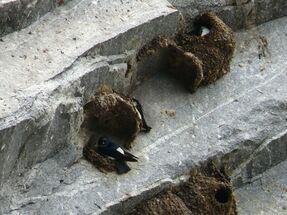 Delichon nipalense -Bhutan -nests-8.jpg