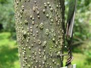 Diospyros lotus1.jpg