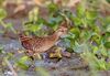 Eastern Water Rail.jpg
