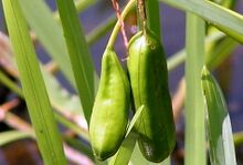 Iris pseudacorus fruit.JPG