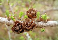 Larix laricina cones close-up.jpg