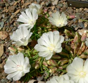 Lewisia rediviva 4.jpg