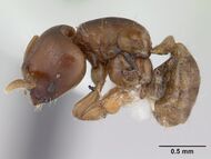 Melissotarsus weissi casent0178294 profile 1.jpg