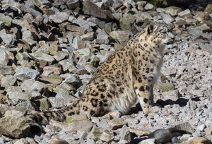Panthera uncia - Zoo Karlsruhe.jpg