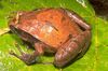 Plethodontohyla inguinalis.jpg